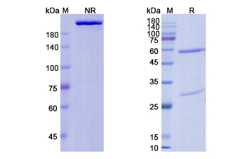 Foralumab (CD3E) - Research Grade Biosimilar Antibody