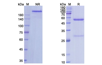 Fresolimumab (TGFB/TGF beta) - Research Grade Biosimilar Antibody