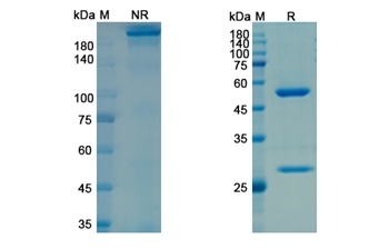 Frunevetmab (NGF/NGFB) - Research Grade Biosimilar Antibody