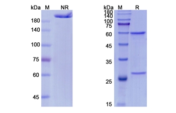 Fulranumab (NGF/NGFB) - Research Grade Biosimilar Antibody