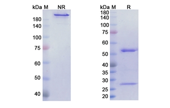 Futuximab (EGFR domain III /ERBB1) - Research Grade Biosimilar Antibody