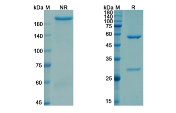 Gatralimab (CD52) - Research Grade Biosimilar Antibody