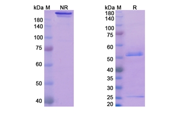 Glembatumumab (GPNMB extracellular domain) - Research Grade Biosimilar Antibody
