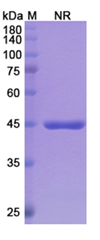 Glenzocimab (GP6) - Research Grade Biosimilar Antibody