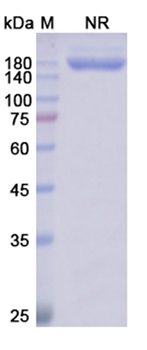 Glofitamab (CD3E/MS4A1) - Research Grade Biosimilar Antibody
