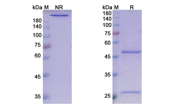Guselkumab (IL23A) - Research Grade Biosimilar Antibody