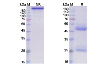 Humax-Il15 (IL15) - Research Grade Biosimilar Antibody