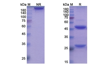 Ianalumab (TNFRSF13C/CD268) - Research Grade Biosimilar Antibody