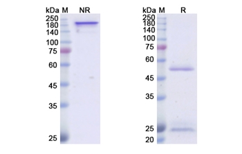 ICM3 (CD50) - Research Grade Biosimilar Antibody
