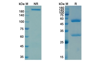 Ifabotuzumab (EPHA3/REK4) - Research Grade Biosimilar Antibody