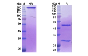 Iladatuzumab (CD79B) - Research Grade Biosimilar Antibody