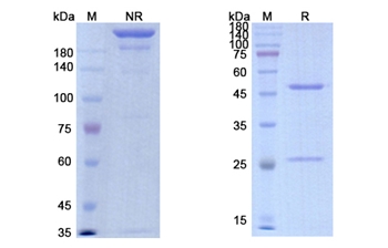 Imalumab (MIF) - Research Grade Biosimilar Antibody