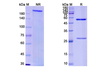 Imaprelimab (MCAM) - Research Grade Biosimilar Antibody