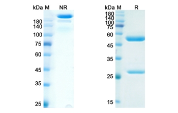IMC-1C11 (VEGFA) - Research Grade Biosimilar Antibody