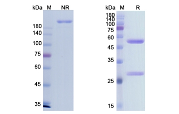 Imgatuzumab (EGFR ) - Research Grade Biosimilar Antibody