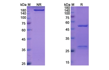 Inclacumab (SELP) - Research Grade Biosimilar Antibody