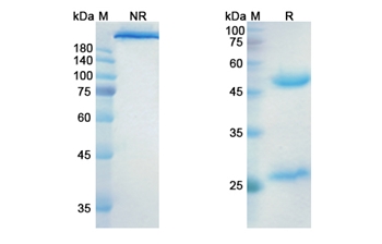 Indusatumab (GUCY2C) - Research Grade Biosimilar Antibody