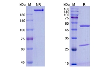 Inebilizumab (CD19) - Research Grade Biosimilar Antibody