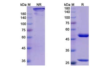Inolimomab (IL2RA) - Research Grade Biosimilar Antibody