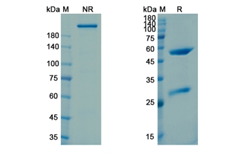 Intetumumab (ITGAV_ITGB3) - Research Grade Biosimilar Antibody