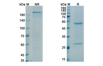 Iodine (131I) Apamistamab (PTPRC/CD45) - Research Grade Biosimilar Antibody