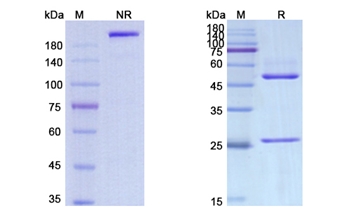 Iratumumab (TNFRSF8/CD30) - Research Grade Biosimilar Antibody
