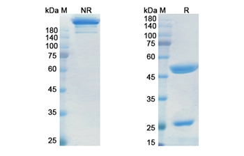 Itolizumab (CD6) - Research Grade Biosimilar Antibody