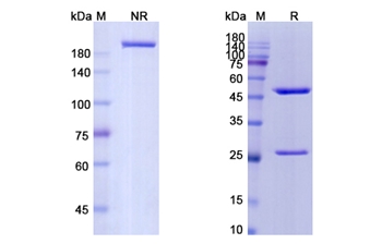 Keliximab (CD4) - Research Grade Biosimilar Antibody