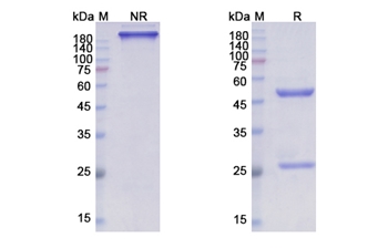 Lacnotuzumab (CSF1/MCSF) - Research Grade Biosimilar Antibody