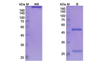 Ladiratuzumab (SLC39A6) - Research Grade Biosimilar Antibody