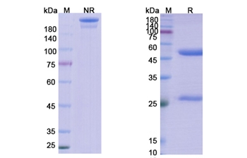Lanadelumab (KLKB1) - Research Grade Biosimilar Antibody