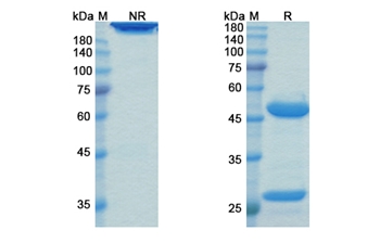 Landogrozumab (MSTN/GDF8) - Research Grade Biosimilar Antibody