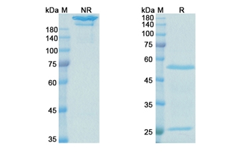 Lebrikizumab (IL13) - Research Grade Biosimilar Antibody