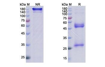 Lenzilumab (CSF2) - Research Grade Biosimilar Antibody