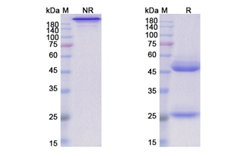 Lerdelimumab (TGFB2) - Research Grade Biosimilar Antibody