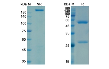 Lilotomab (CD37) - Research Grade Biosimilar Antibody