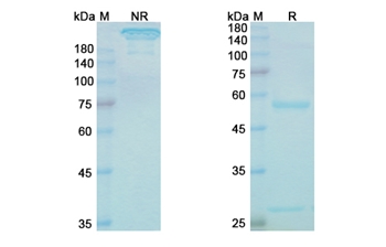 Lintuzumab (CD33) - Research Grade Biosimilar Antibody