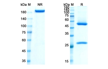 Losatuxizumab (EGFR) - Research Grade Biosimilar Antibody
