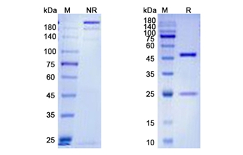 Lucatumumab (CD40) - Research Grade Biosimilar Antibody