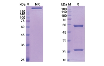 Lumiliximab (FCER2) - Research Grade Biosimilar Antibody