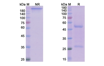 Manelimab (CD274/PD-L1/B7-H1) - Research Grade Biosimilar Antibody