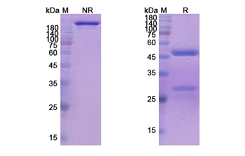Mapatumumab (TNFRSF10A/CD261) - Research Grade Biosimilar Antibody