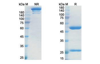 Margetuximab (ERBB2/EGFR2/CD340) - Research Grade Biosimilar Antibody