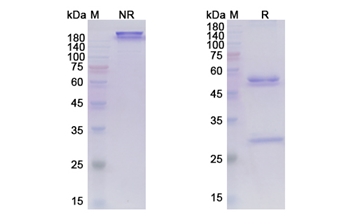 Marstacimab (TFPI) - Research Grade Biosimilar Antibody