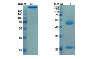 Matuzumab (EGFR) - Research Grade Biosimilar Antibody