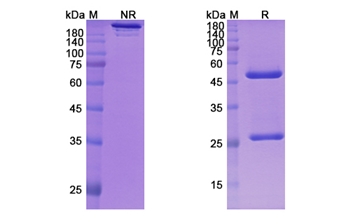 Mavrilimumab (CSF2RA/CD116 ) - Research Grade Biosimilar Antibody