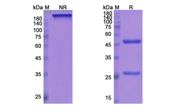 Mepolizumab (IL5) - Research Grade Biosimilar Antibody