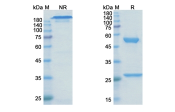 Metelimumab (TGFB1) - Research Grade Biosimilar Antibody