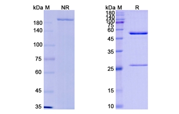 Milatuzumab (CD74) - Research Grade Biosimilar Antibody