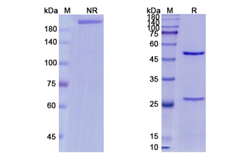 Minretumomab (TAG-72) - Research Grade Biosimilar Antibody